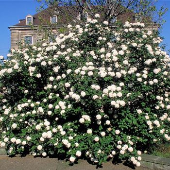 Viburnum_carlcephalum_2000_0070.jpg