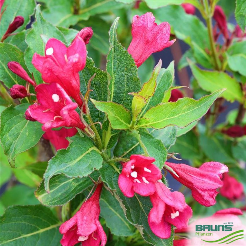 Weigela 'Red Prince' von Bruns Pflanzen