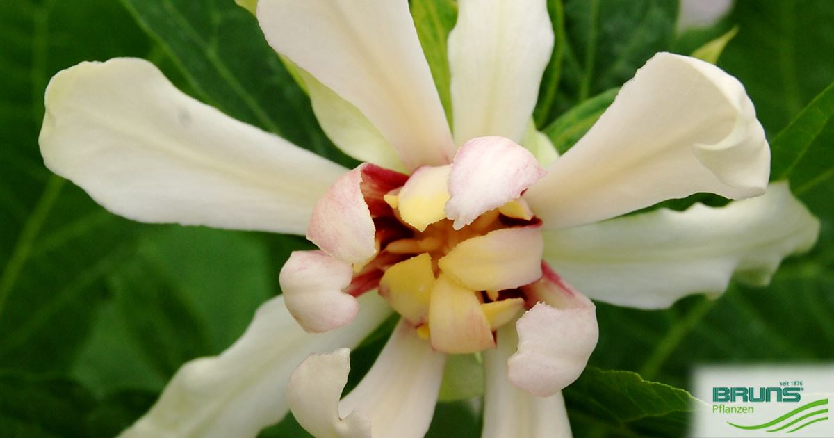 Sinocalycanthus raulstonii 'Venus' von Bruns Pflanzen