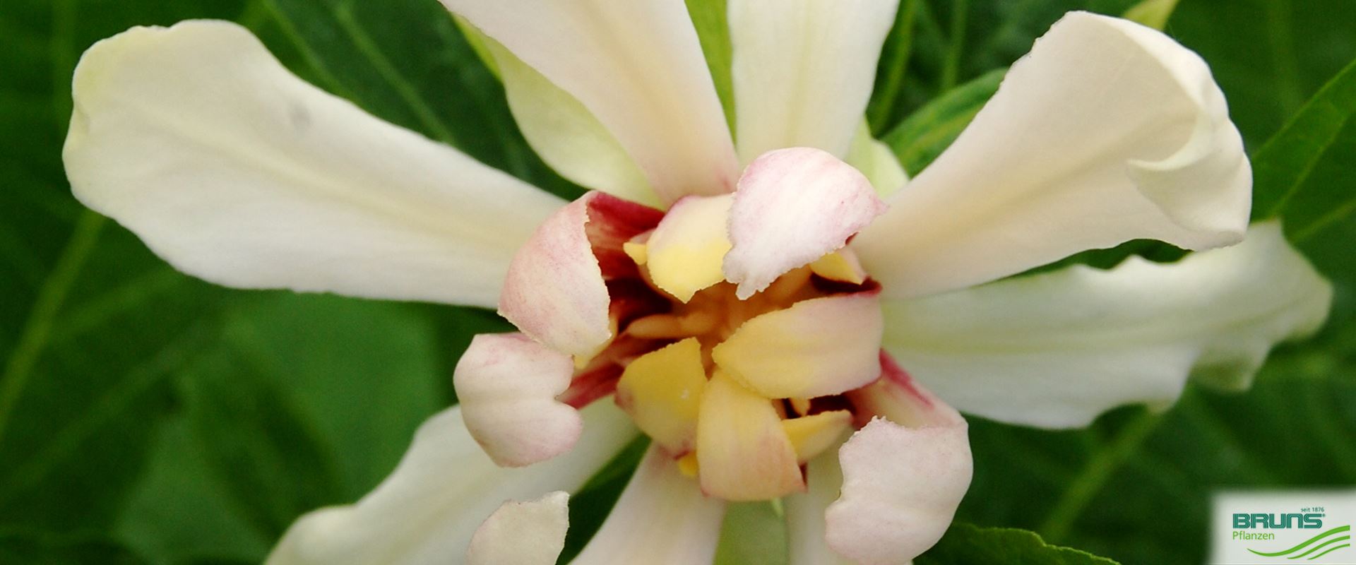 Sinocalycanthus raulstonii 'Venus' von Bruns Pflanzen