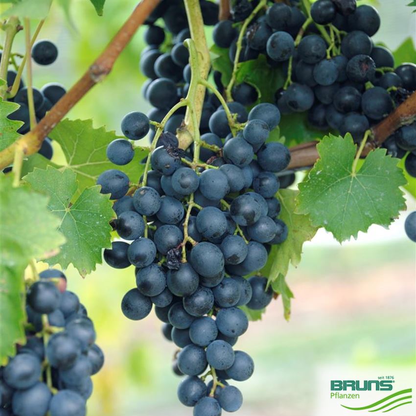 Vitis vinifera blau von Bruns Pflanzen