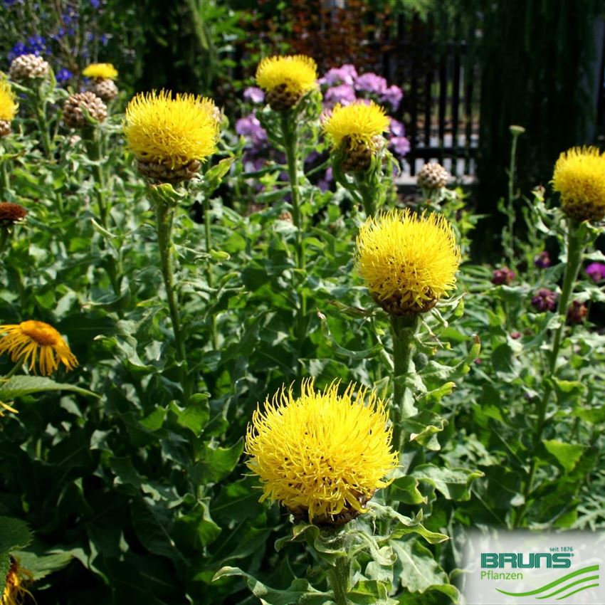 Centaurea macrocephala, Great Golden Knapweed von Bruns Pflanzen