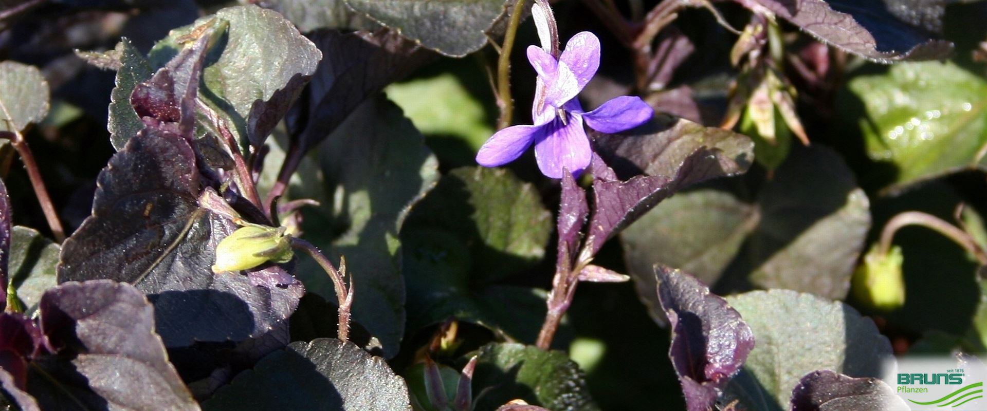 Viola labradorica von Bruns Pflanzen