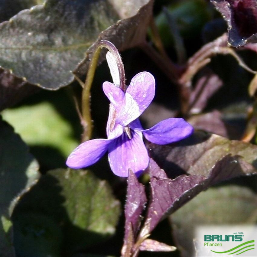Viola labradorica von Bruns Pflanzen