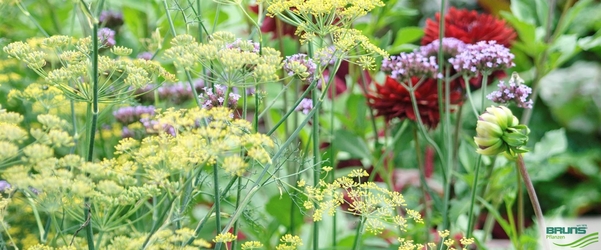 Foeniculum vulgare 'Atropurpureum' von Bruns Pflanzen
