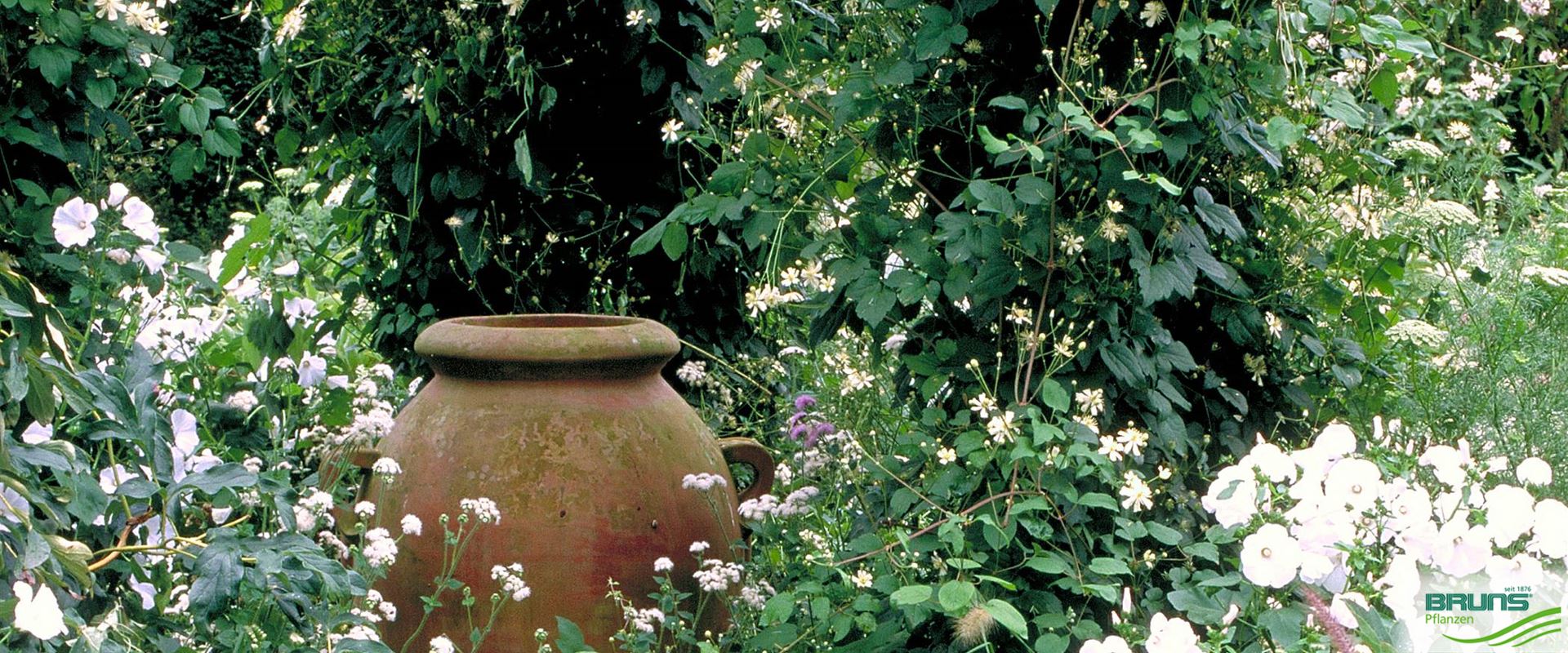 Clematis fargesioides von Bruns Pflanzen