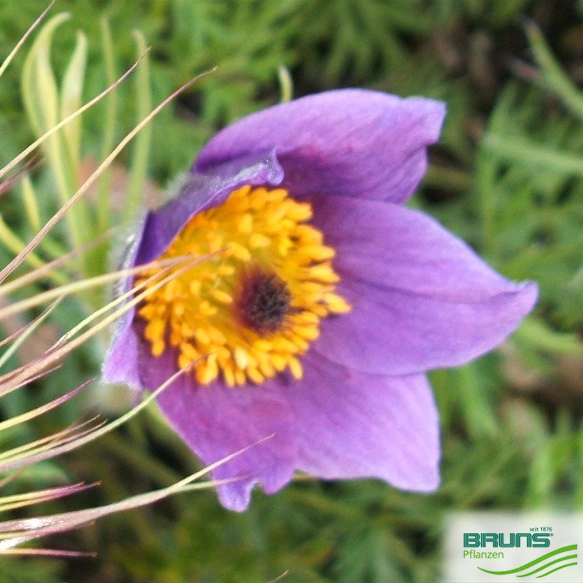 Pulsatilla vulgaris von Bruns Pflanzen