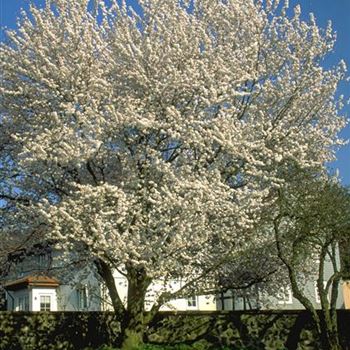 Prunus_yedoensis_1999_1255.jpg