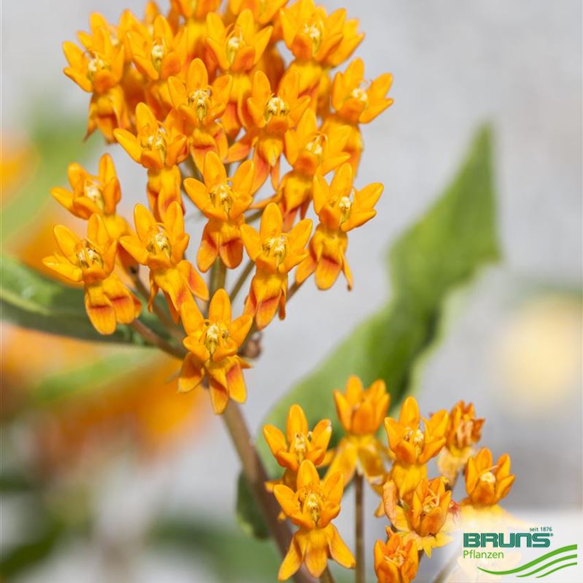 Asclepias tuberosa von Bruns Pflanzen