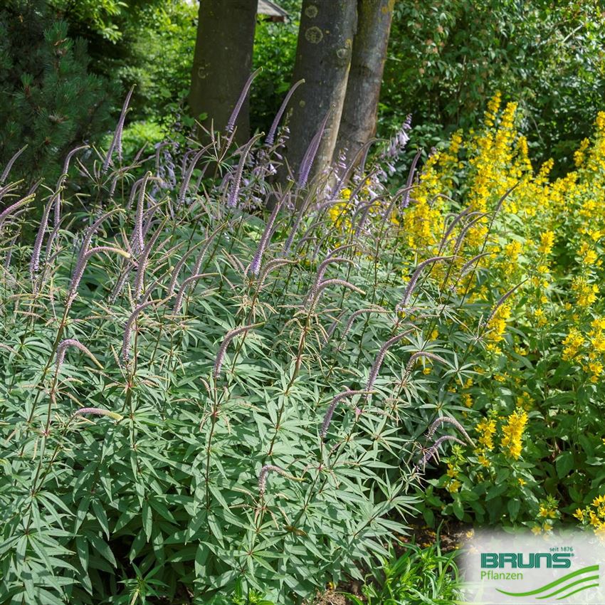 Veronicastrum virginicum, RiesenEhrenpreis von Bruns Pflanzen