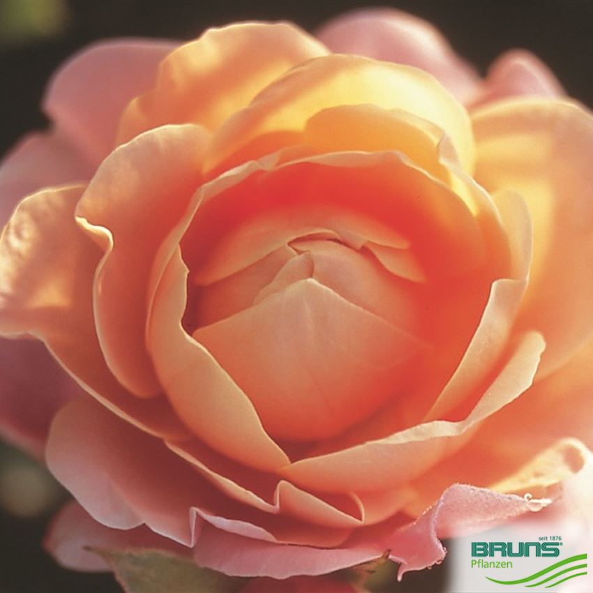 Emaille-Rosenschild „Marie Curie“ – Beetrose, Mit 50 Cm Erdspieß