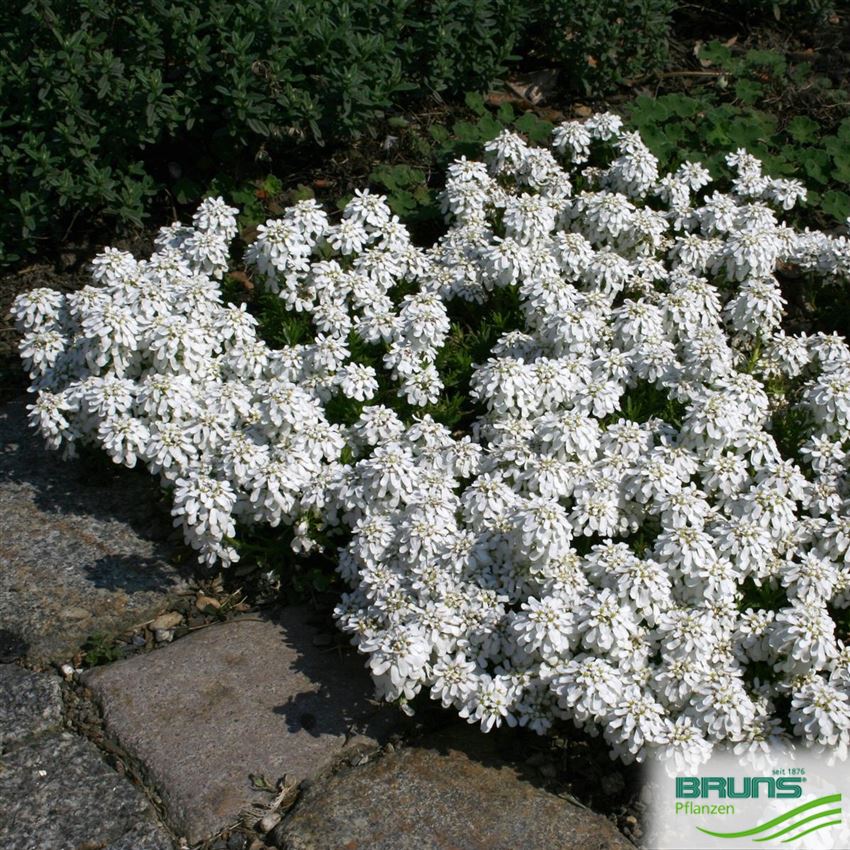 Iberis saxatilis, FelsenSchleifenblume von Bruns Pflanzen