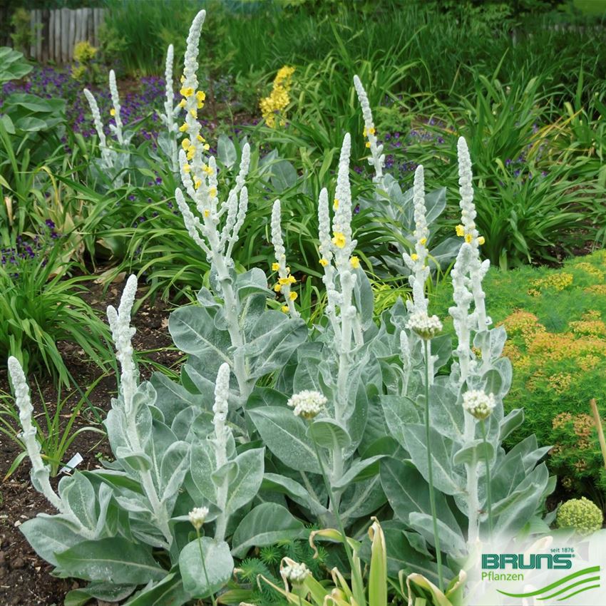 Verbascum bombyciferum von Bruns Pflanzen