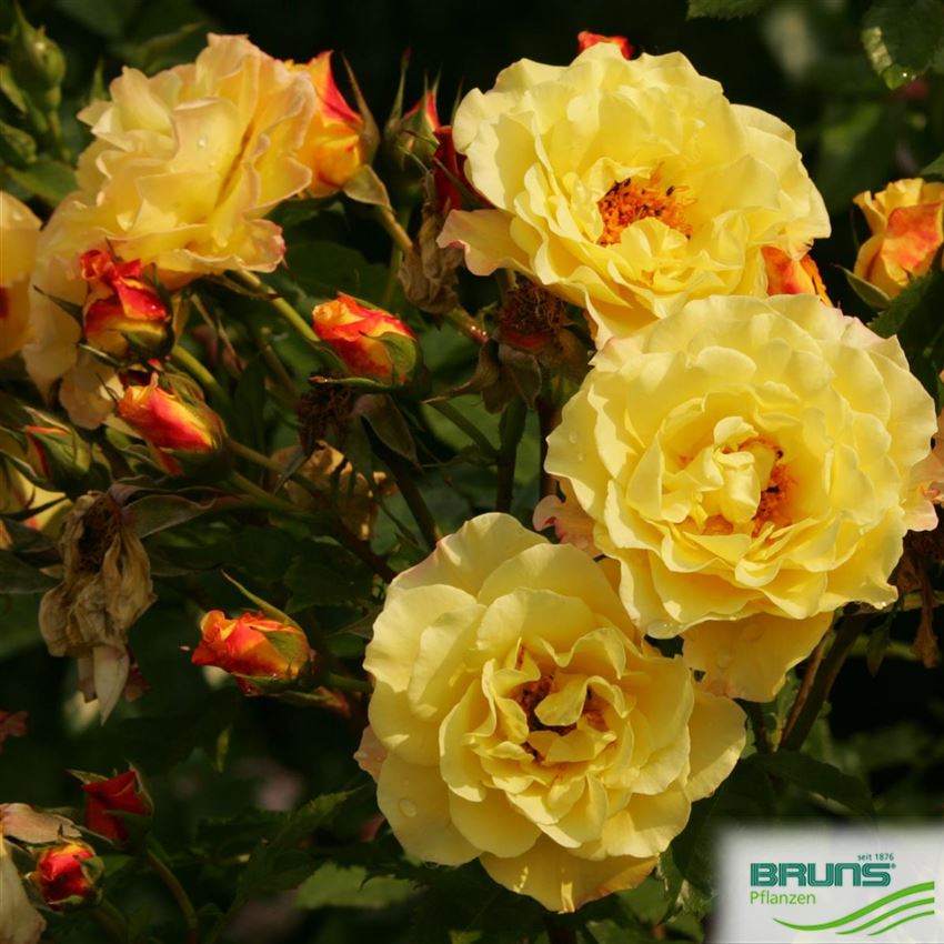 Roos Rugelda Strauchrose 'Rugelda' von Bruns Pflanzen