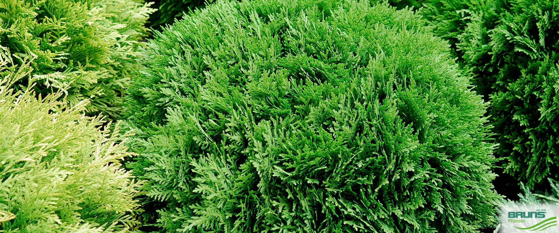 Thuja occidentalis 'Danica' von Bruns Pflanzen
