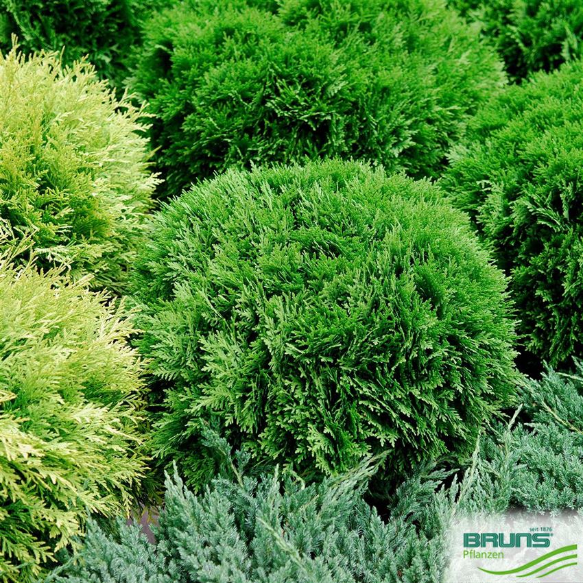 Thuja occidentalis 'Danica' von Bruns Pflanzen