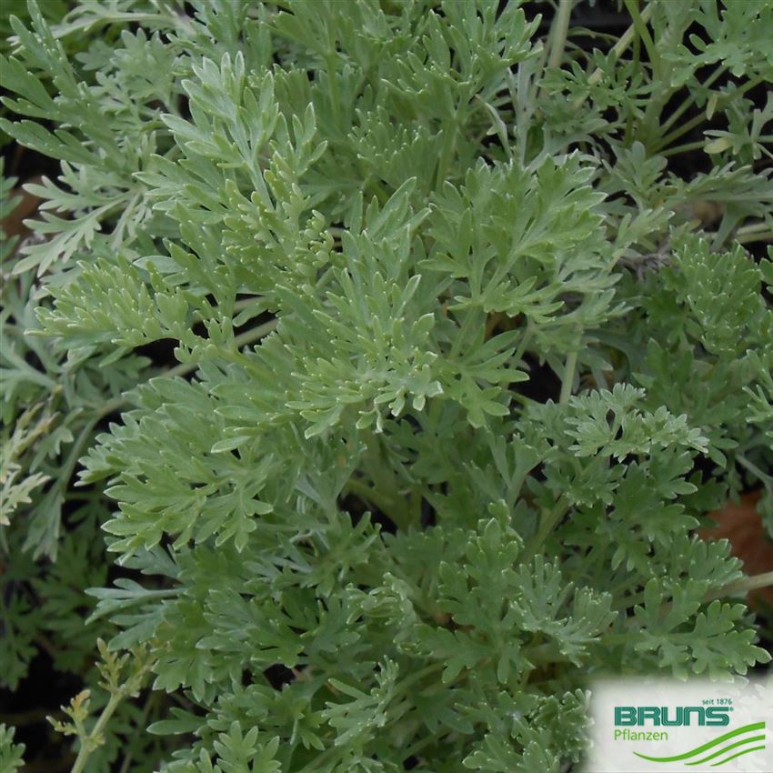 Artemisia abrotanum, Eberraute von Bruns Pflanzen