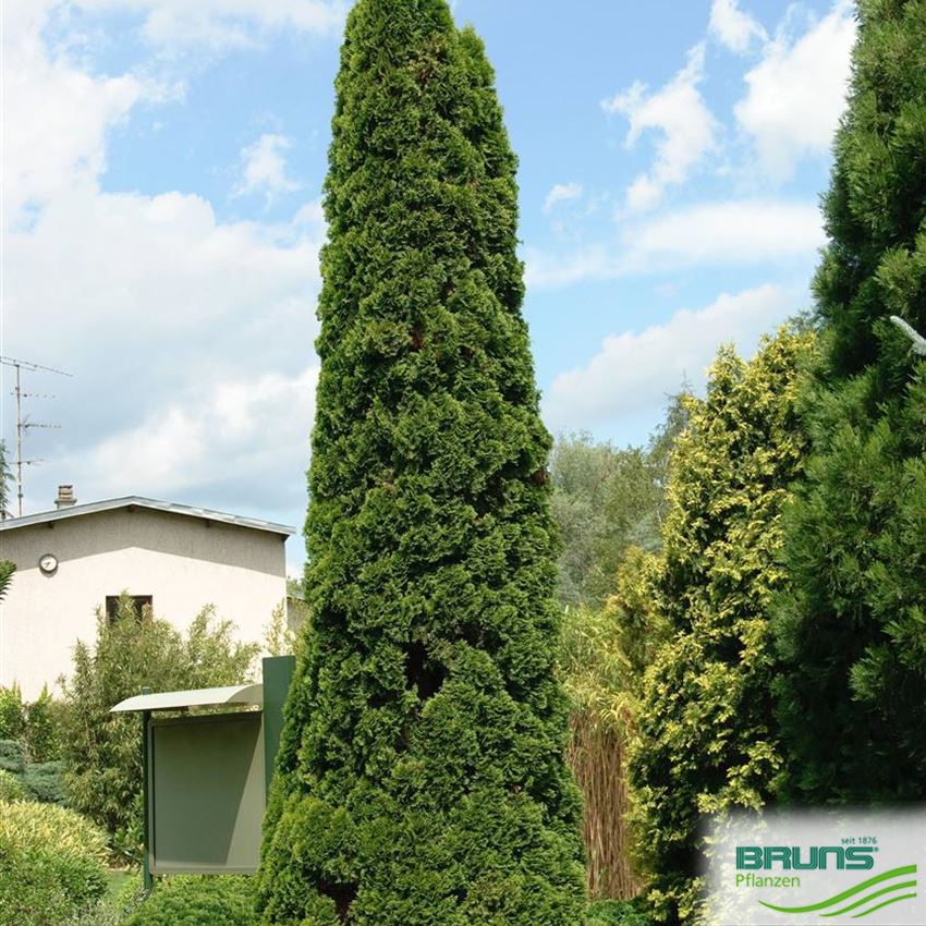 Thuja occidentalis 'Smaragd', SmaragdLebensbaum von Bruns Pflanzen
