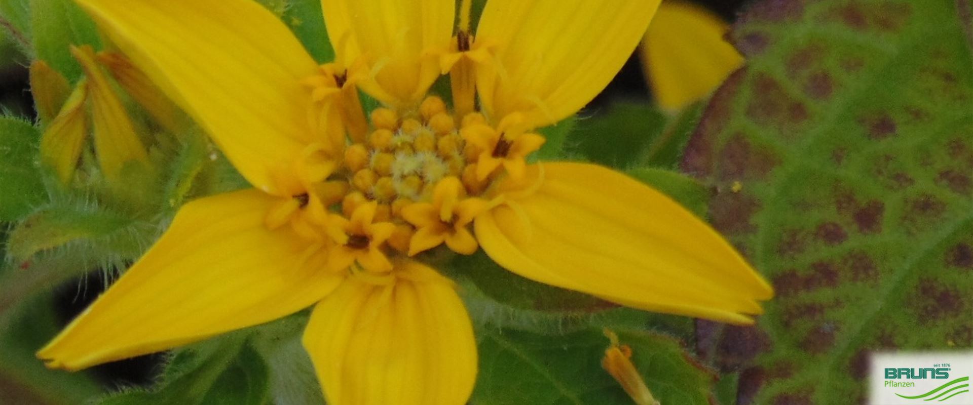 Chrysogonum virginianum von Bruns Pflanzen