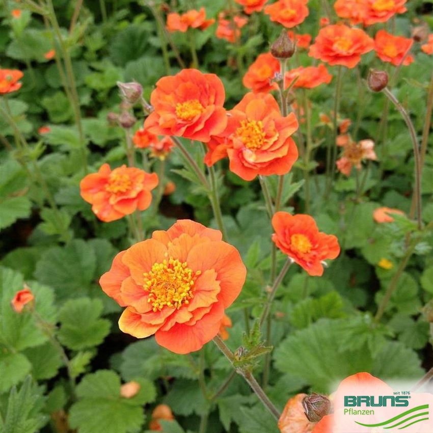 Geum coccineum 'Werner Arends' von Bruns Pflanzen