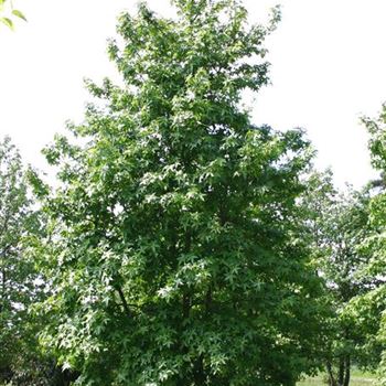 Liquidambar styraciflua, Amberbaum, American Sweetgum von Bruns Pflanzen