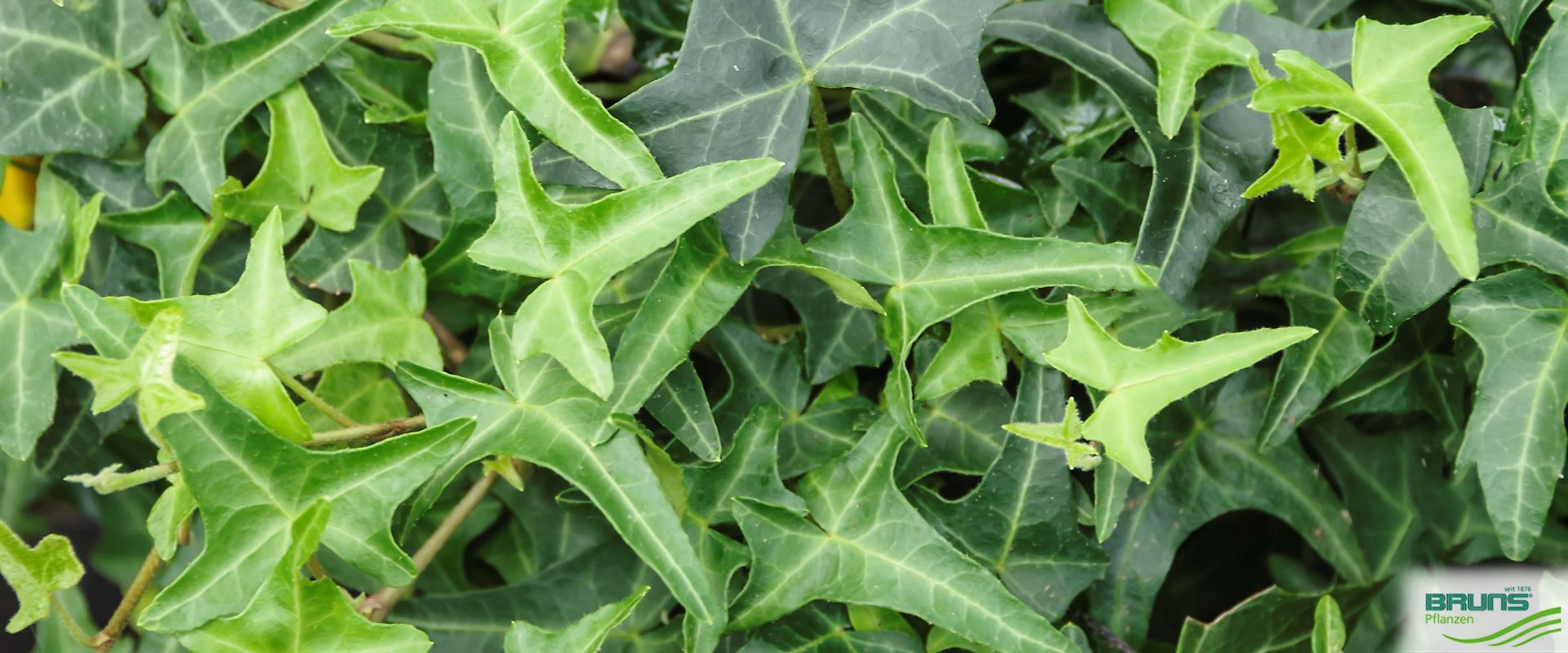 Hedera helix sagittaefolia фото