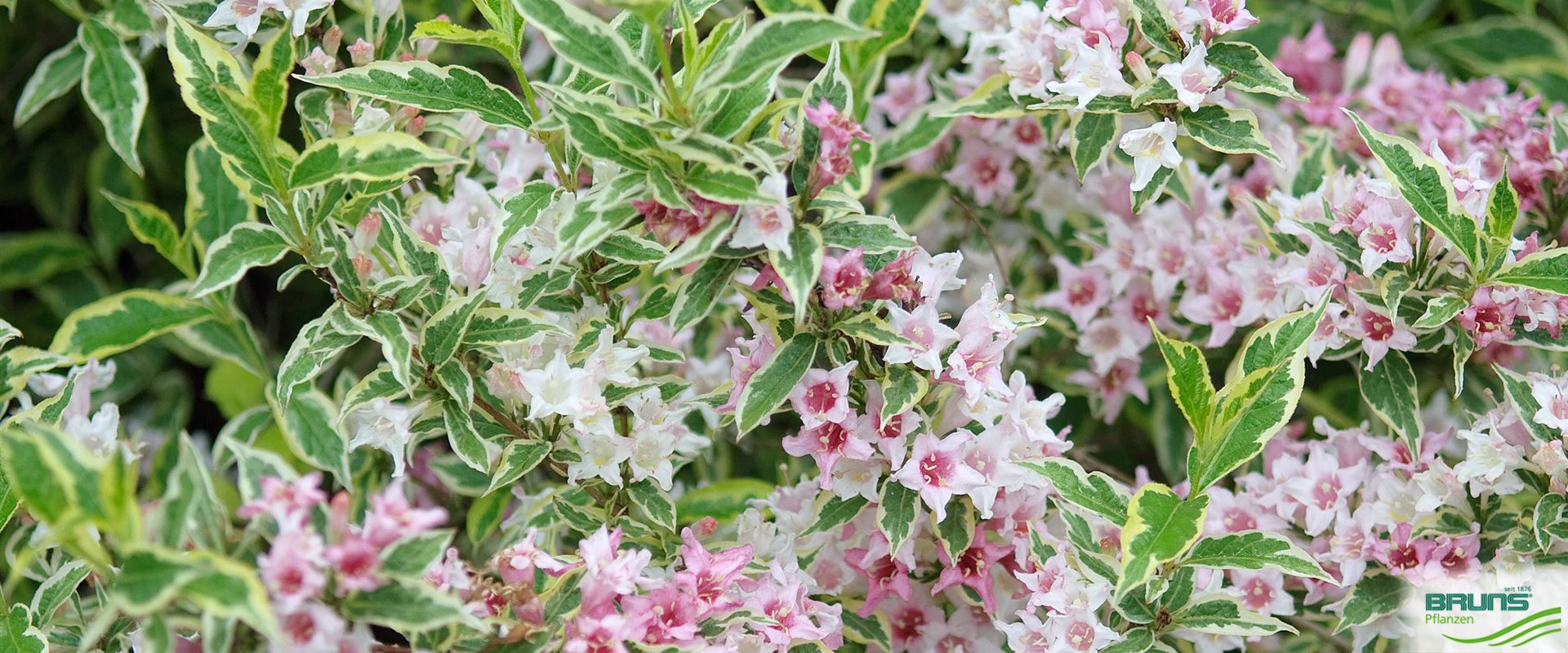 Weigela 'Nana Variegata' von Bruns Pflanzen