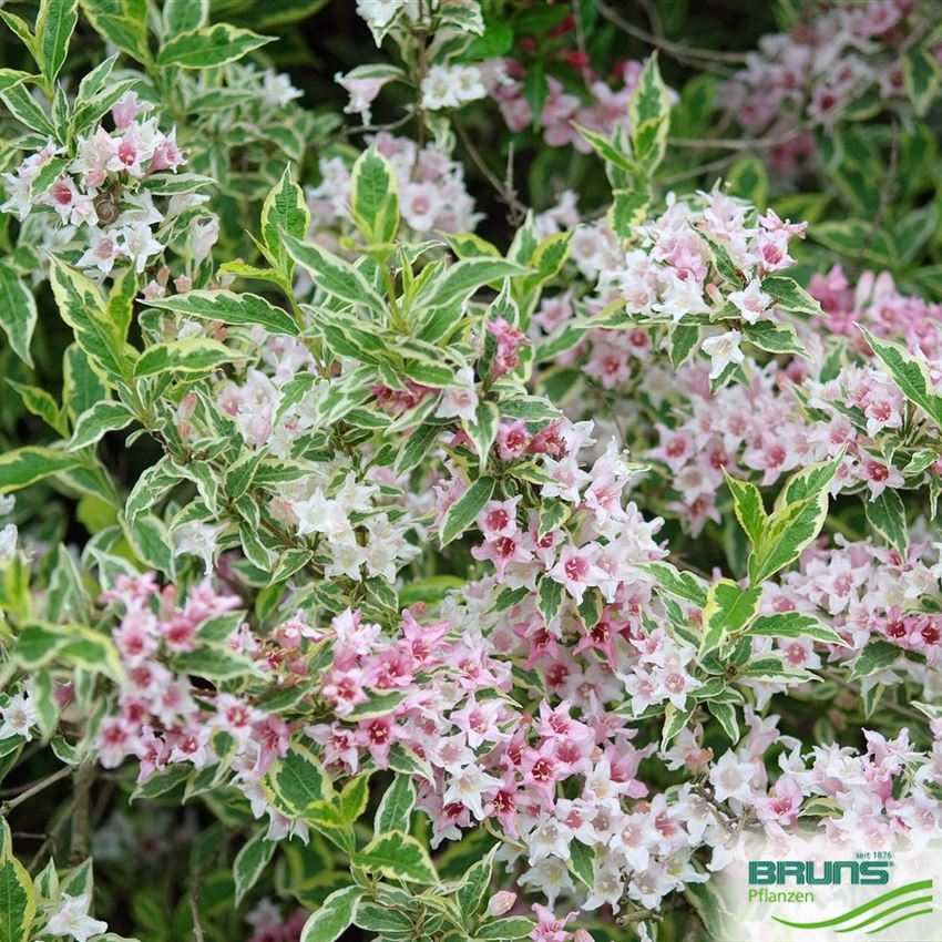 Weigela 'Nana Variegata' von Bruns Pflanzen