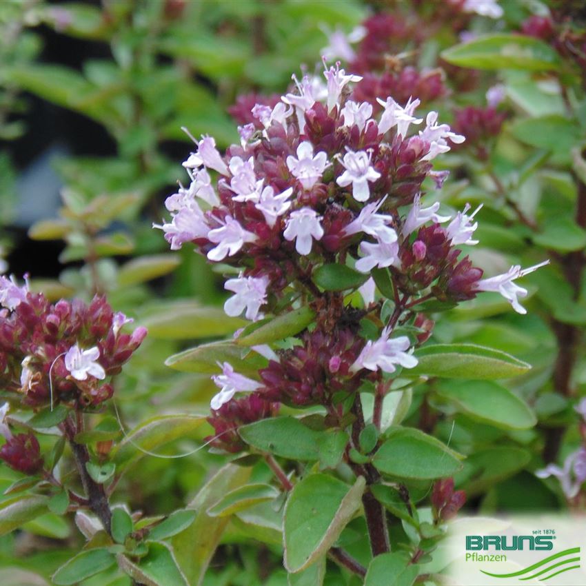 Origanum vulgare von Bruns Pflanzen