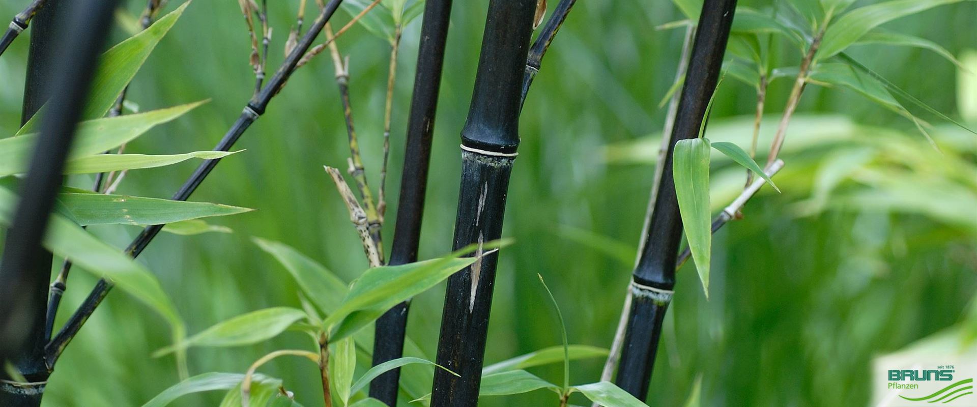 Phyllostachys nigra f.punctata, Schwarzer Bambus von Bruns Pflanzen
