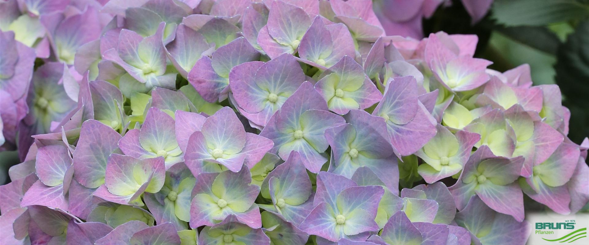 macrophylla hydrangea bodensee
