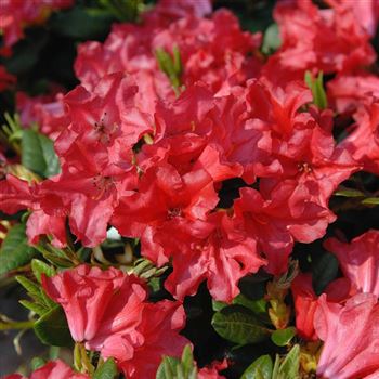Rhododendron_repens_Scarlet_Wonder_2006_0713_Q.jpg