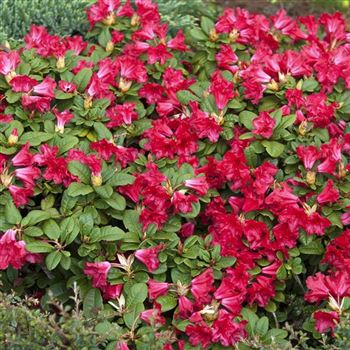 Rhododendron_repens_Scarlet_Wonder_2008_1900_q_Q.jpg