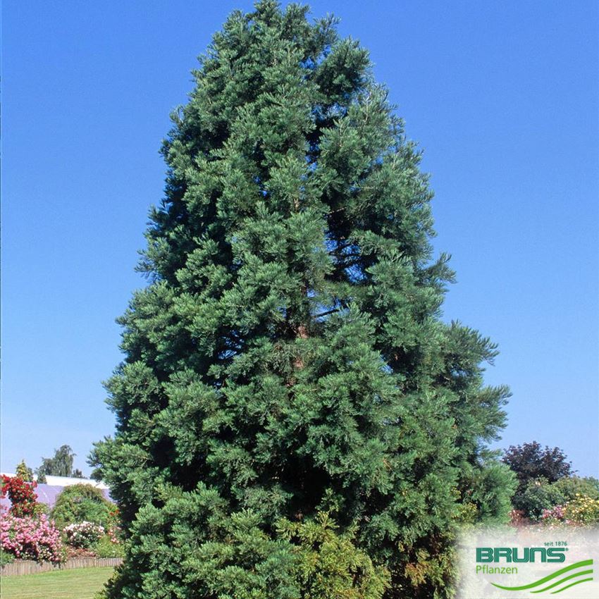 Sequoiadendron Giganteum 'Glaucum', Blauer Mammutbaum Von Bruns Pflanzen