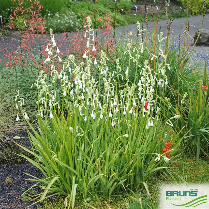 Galtonia candicans von Bruns Pflanzen