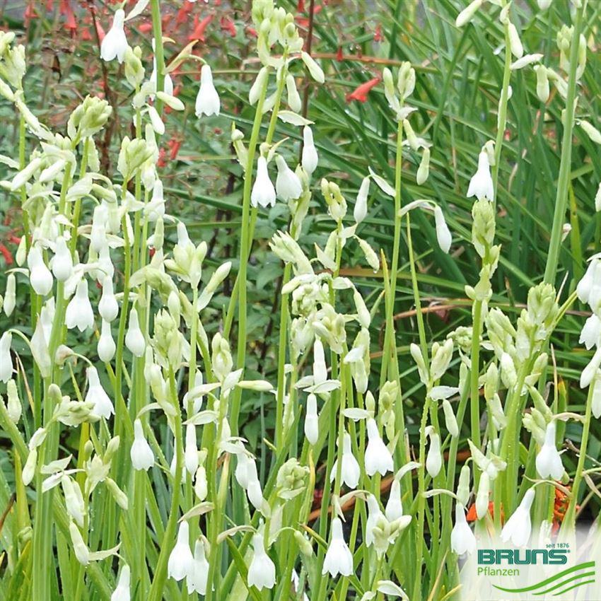 Galtonia candicans von Bruns Pflanzen