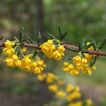 Berberis x stenophylla von Bruns Pflanzen