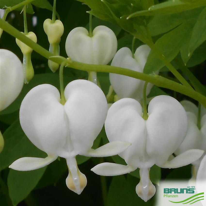 Dicentra Spectabilis Alba Von Bruns Pflanzen