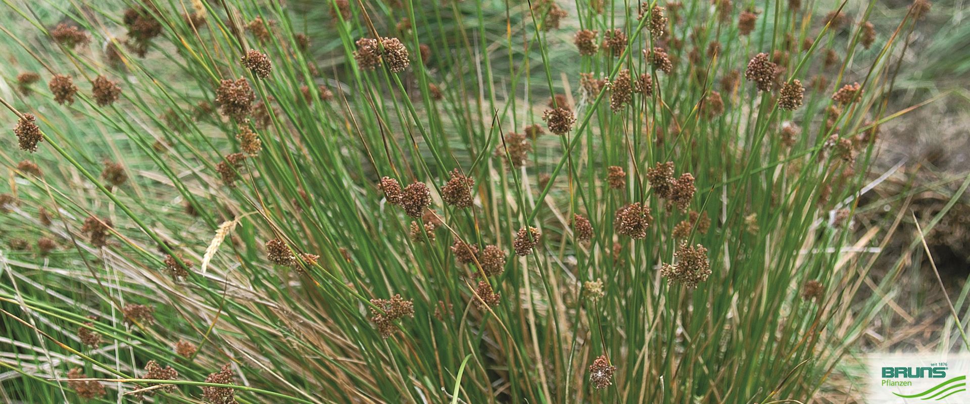 Flatter Binse Juncus Effusus