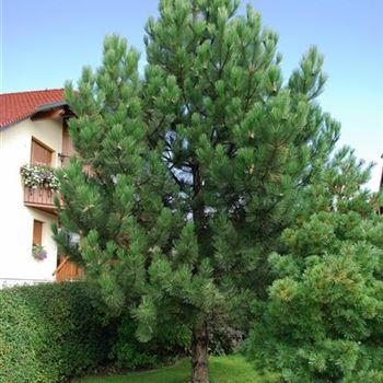 Pinus_nigra_nigra_2007_6965.jpg
