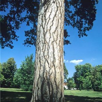 Pinus nigra nigra 2003-1555.jpg