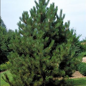 Pinus_nigra_nigra_2001_2726.jpg
