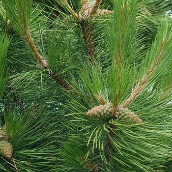 Pinus_nigra_nigra_2007_2321.jpg