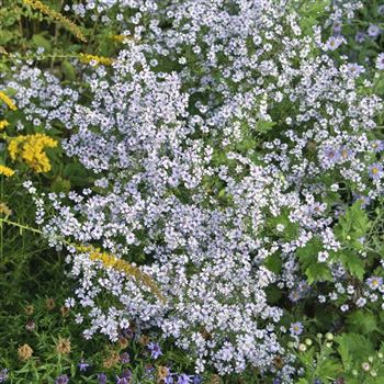 Aster cordifolius 'Ideal' von Bruns Pflanzen