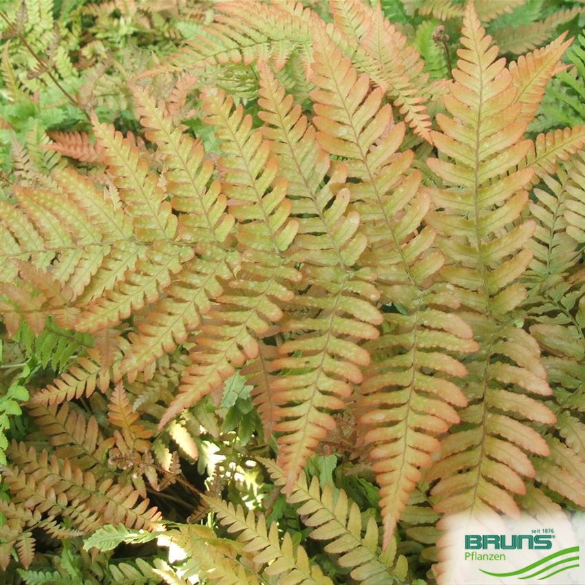 Dryopteris erythrosora, Rotschleierfarn von Bruns Pflanzen