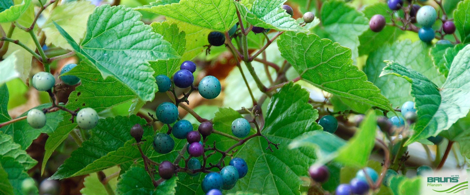 Ampelopsis glandulosa, UssuriScheinrebe von Bruns Pflanzen