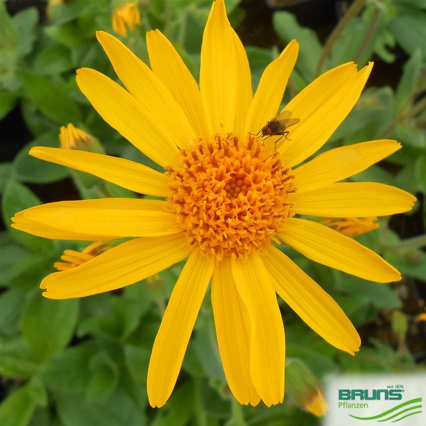 Arnica montana von Bruns Pflanzen