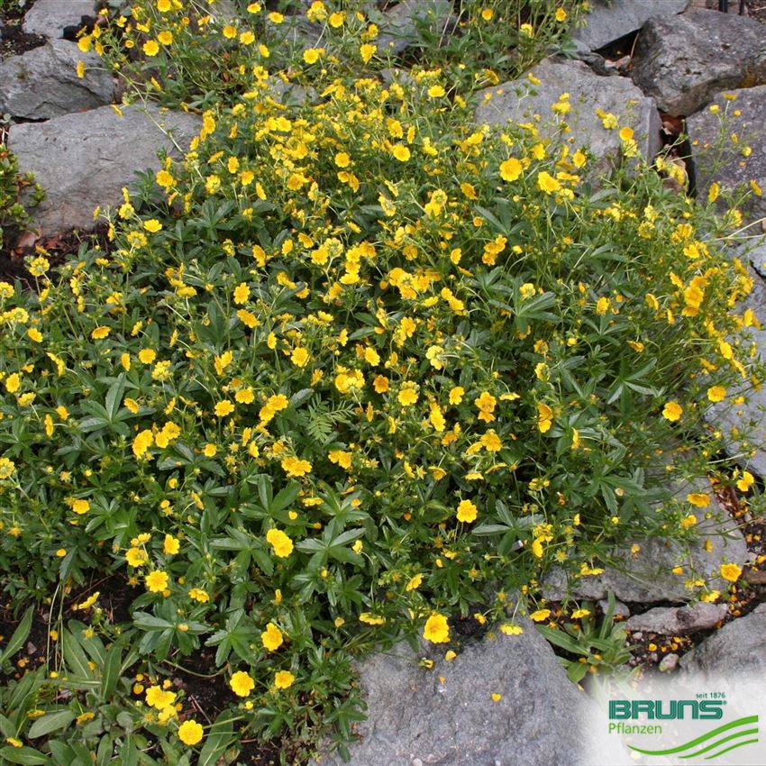 Potentilla aurea, GoldFingerkraut von Bruns Pflanzen