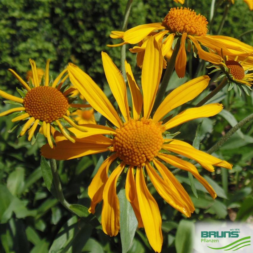 Helenium hoopesii, GlattblattHelenium von Bruns Pflanzen