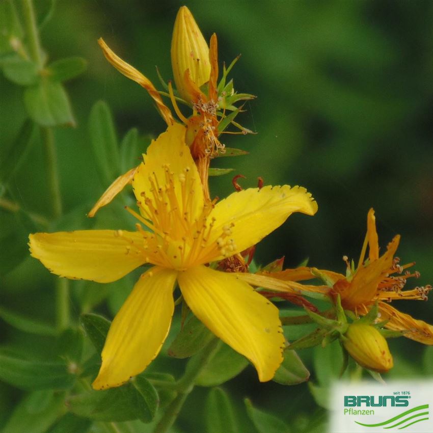 Hypericum perforatum von Bruns Pflanzen